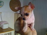 Tiny Chihuahua Puppies Mka Cert - Chihuahua Dog