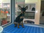 Toy Miniature Pincher - Miniature Pinscher Dog