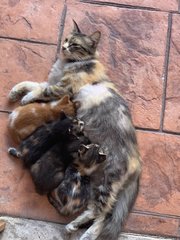 Angel &amp; Babies - Domestic Medium Hair Cat