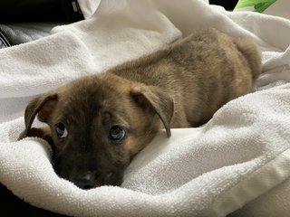 Gentle Mal - Mixed Breed Dog