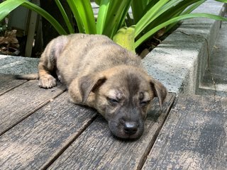 Gentle Mal - Mixed Breed Dog