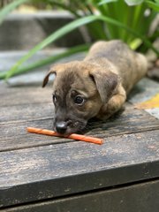 Gentle Mal - Mixed Breed Dog