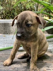 Gentle Mal - Mixed Breed Dog