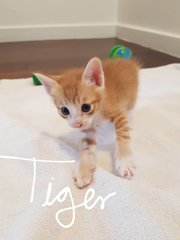 Tiger - Super Cute Tiny Kitten - Domestic Short Hair Cat