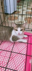 Cleopatra - Domestic Short Hair + Calico Cat