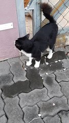 Black Male White Socks - Domestic Medium Hair Cat