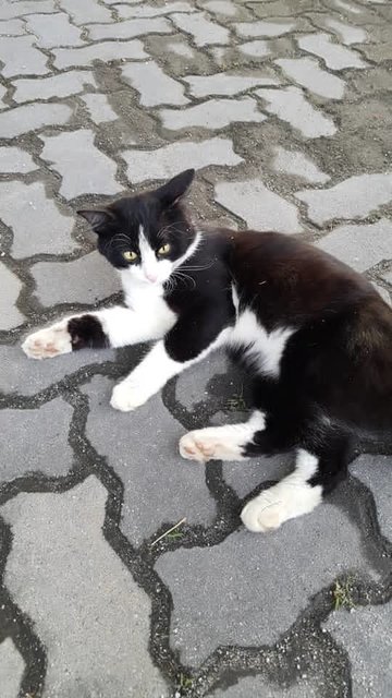 Black Male White Socks - Domestic Medium Hair Cat