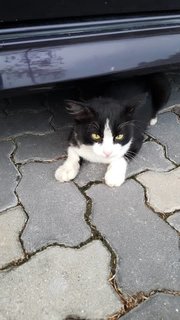 Black Male White Socks - Domestic Medium Hair Cat