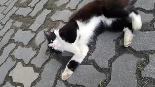 Black Male White Socks - Domestic Medium Hair Cat