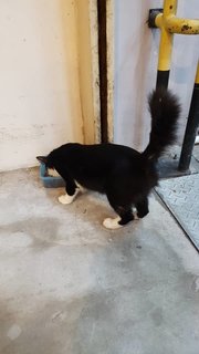 Black Male White Socks - Domestic Medium Hair Cat