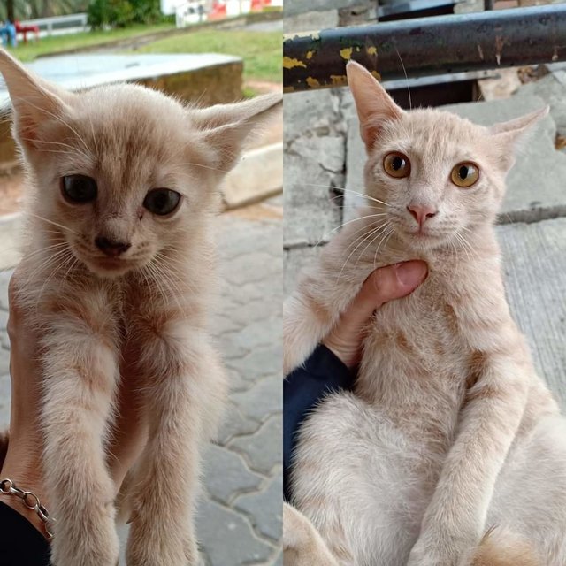 One Cream Male - Tabby Cat