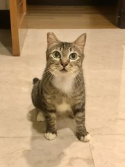 Arwen - Domestic Short Hair Cat