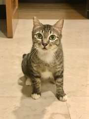 Arwen - Domestic Short Hair Cat