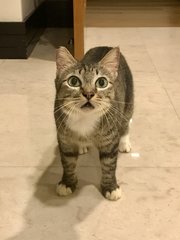 Arwen - Domestic Short Hair Cat