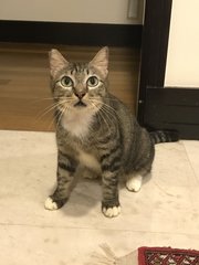 Arwen - Domestic Short Hair Cat