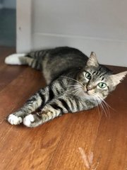 Arwen - Domestic Short Hair Cat