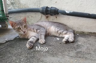 Myojo/mojo - Domestic Medium Hair Cat