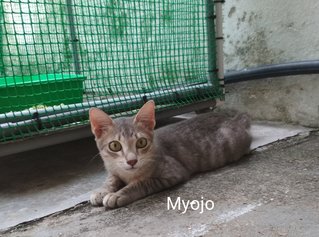 Myojo/mojo - Domestic Medium Hair Cat