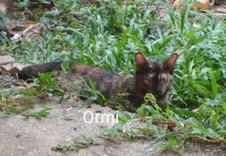 Ormi - Tortoiseshell Cat