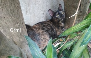 Ormi - Tortoiseshell Cat