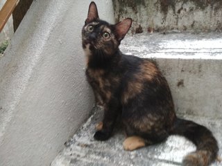 Ormi - Tortoiseshell Cat