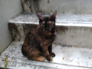 Ormi - Tortoiseshell Cat