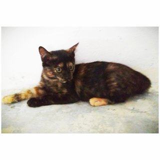 Ormi - Tortoiseshell Cat