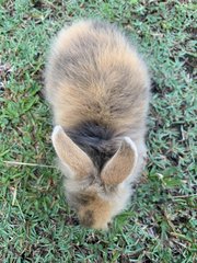 Harley - Harlequin Rabbit