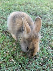 Harley - Harlequin Rabbit