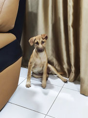 Tnb Puppy - Mixed Breed Dog