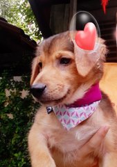 September Sky - Golden Retriever Mix Dog