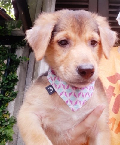 September Sky - Golden Retriever Mix Dog