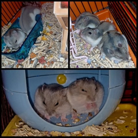 Baby Winter Dwarf - Short Dwarf Hamster + Striped Hamster Hamster