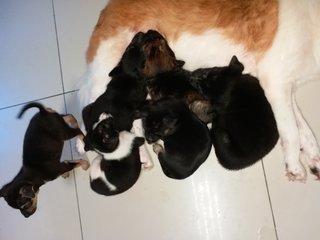 Ten Pups! - Mixed Breed Dog