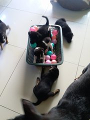 Ten Pups! - Mixed Breed Dog