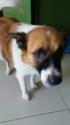 Bumama - Mixed Breed Dog