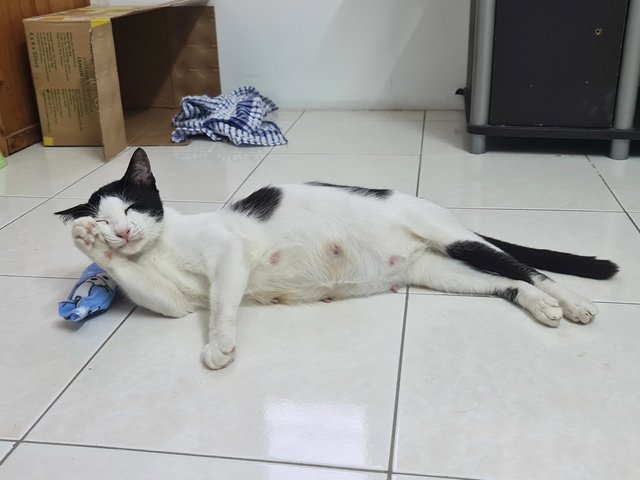 Xiaomi - Domestic Short Hair Cat