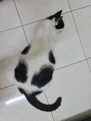 Xiaomi - Domestic Short Hair Cat