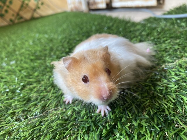 Mr Lionel Red - Syrian / Golden Hamster Hamster