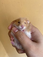 Mr Lionel Red - Syrian / Golden Hamster Hamster