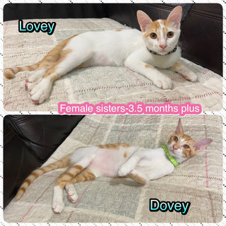 Lovey-dovey - Domestic Short Hair Cat