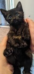 Darryl - Domestic Medium Hair Cat