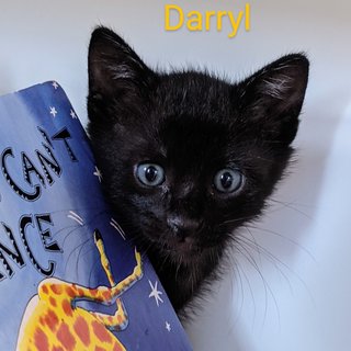 Darryl - Domestic Medium Hair Cat