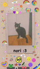 Nori - Domestic Short Hair Cat