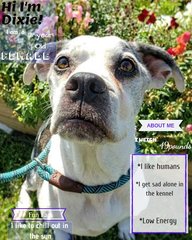 Dixie - Black Mouth Cur + Boxer Dog