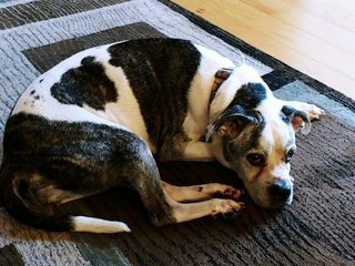 Dixie - Black Mouth Cur + Boxer Dog