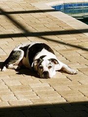 Dixie - Black Mouth Cur + Boxer Dog