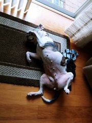 Dixie - Black Mouth Cur + Boxer Dog