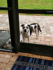 Dixie - Black Mouth Cur + Boxer Dog