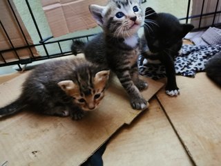 Kit, Kat, Orion And Khai - Domestic Short Hair + Tabby Cat